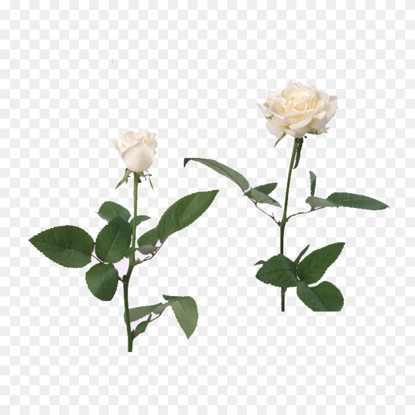 1024x1024 White Rose Free Png Download Png Vector - White Rose PNG