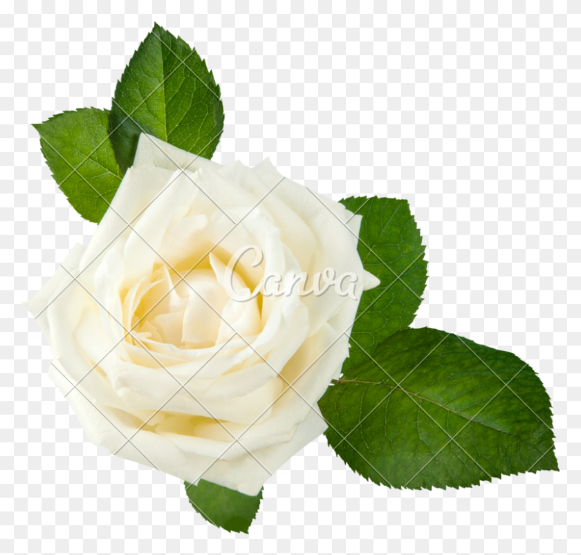 800x763 Cabeza De Rosa Blanca - Rosa Blanca Png
