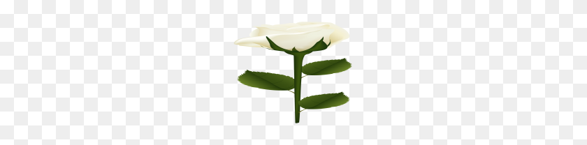 180x148 White Rose Png Clip Art - White Rose Clip Art
