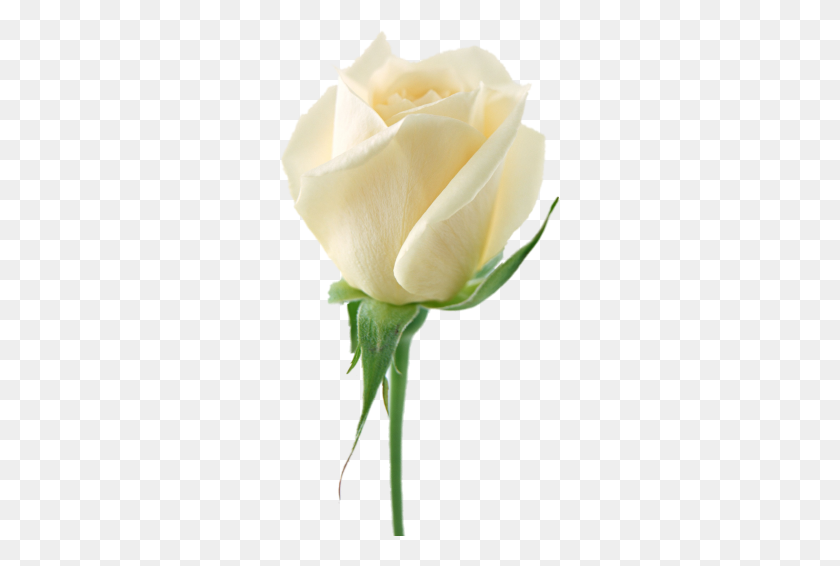 280x506 White Rose Png Image, Flower White Rose Png Picture Png - White Flower PNG