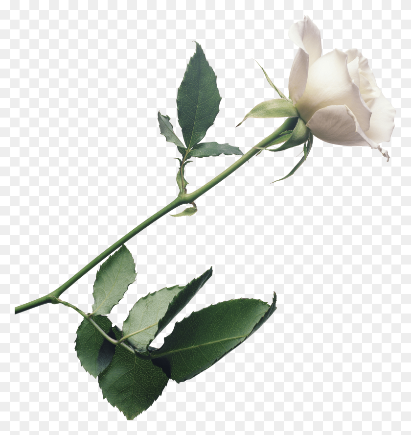 2773x2947 White Rose Png Photo Image - White Rose PNG