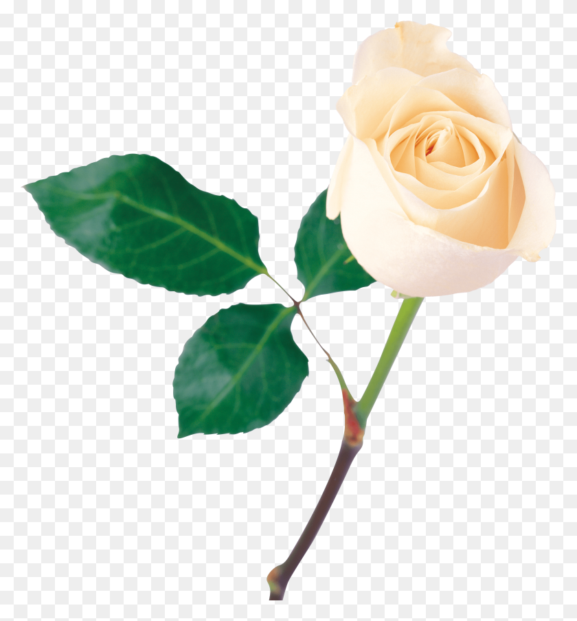 3288x3558 White Rose Png Transparent Background - White Rose PNG