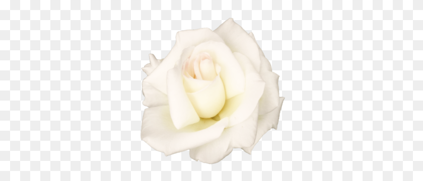 300x300 White Rose Png Transparent Image - White Rose PNG