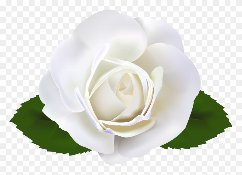 8000x5646 White Rose Transparent Clip Art - White Rose Clip Art