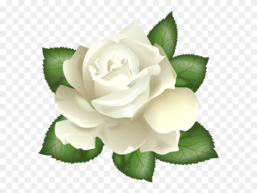 600x573 White Rose Transparent Png Clip Art Gallery - Rosas PNG
