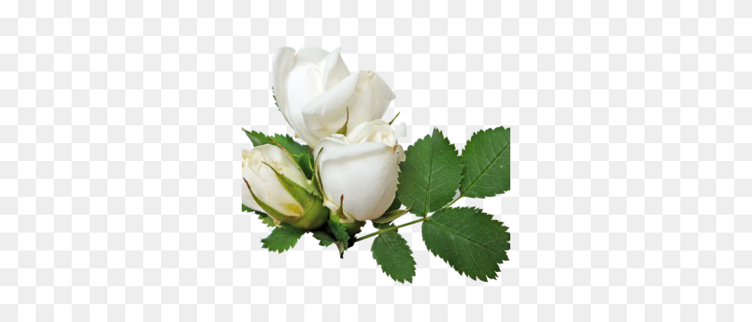 300x300 White Roses High Quality Png Web Icons Png - White Rose PNG