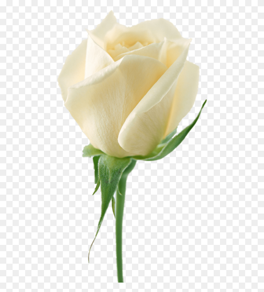480x870 Rosas Blancas Png - Rosa Amarilla Png