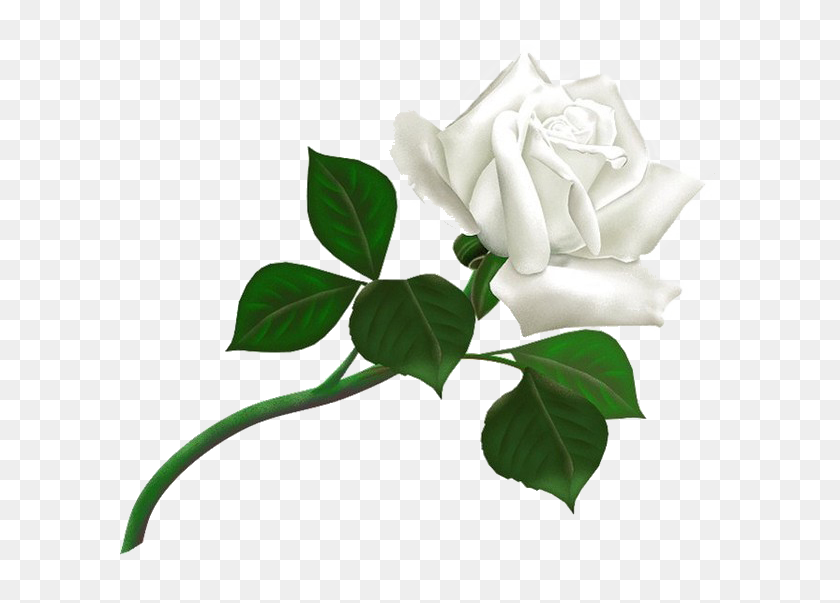 600x543 Png Белые Розы