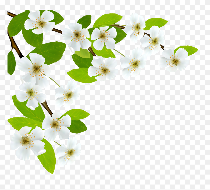 4088x3680 White Spring Branch Png Clipart - Spring Clipart