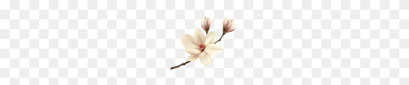 140x115 White Spring Magnolia Branch Png Clip Art Gallery - Spring Clipart PNG