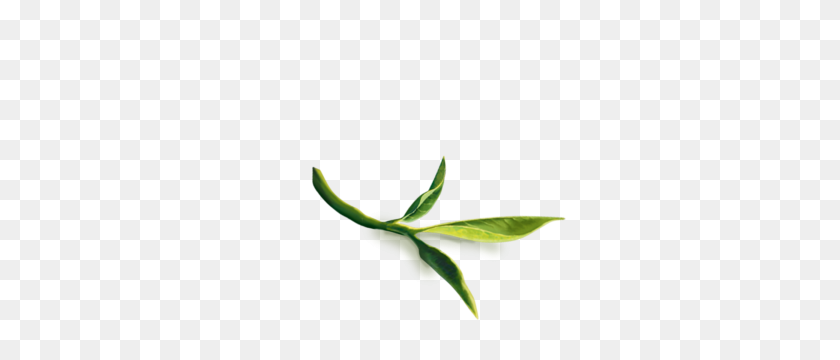 300x300 White Tea Aloe Vera - Tea Leaf PNG