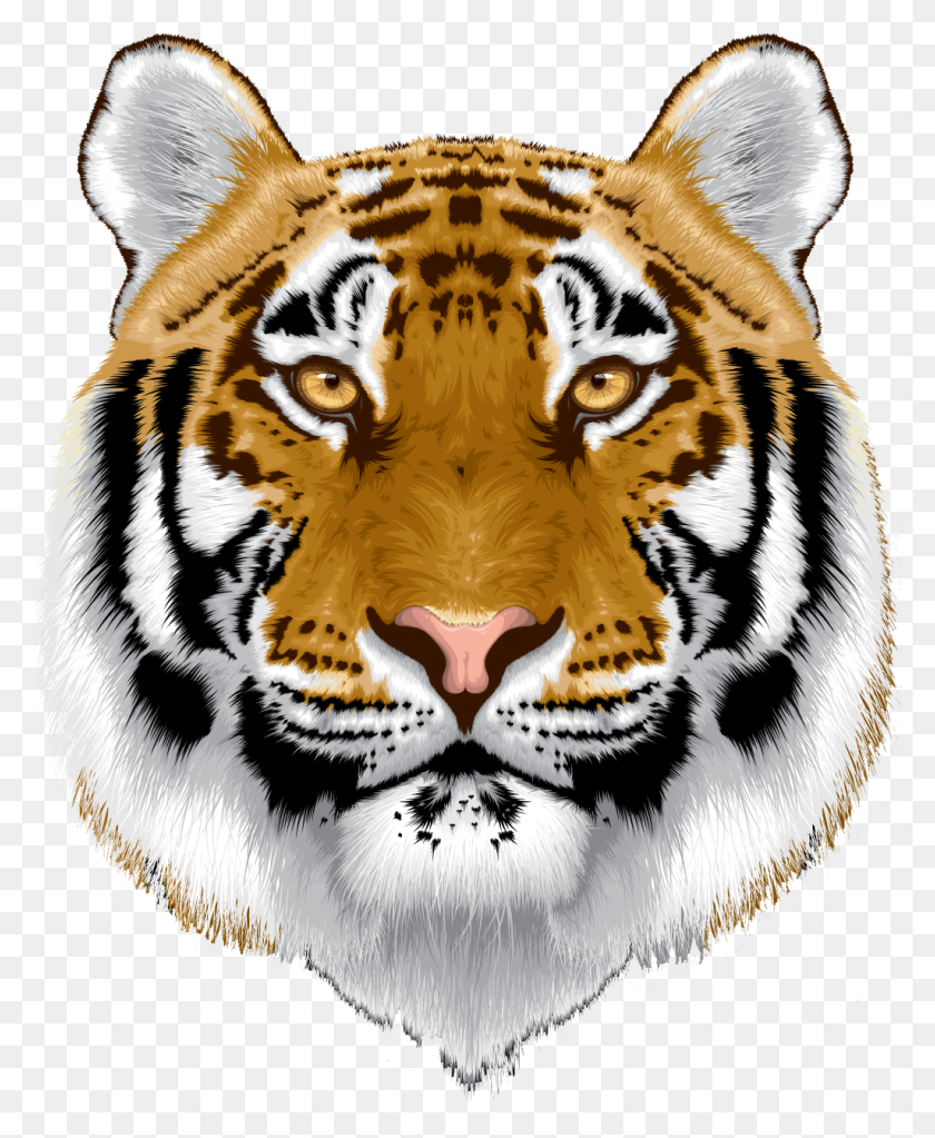 1025x1266 White Tiger Head Png - Tiger Head PNG