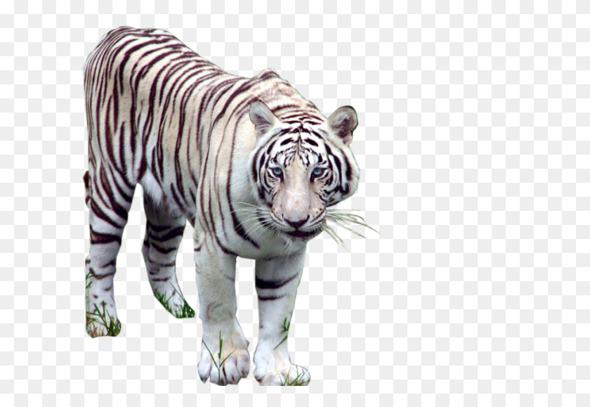 922x614 Белый Тигр Png - Белый Тигр Png