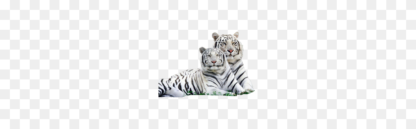 200x200 White Tiger Png Transparent Images Free Download Clip Art - Tiger PNG