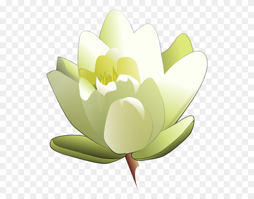 534x599 White Water Lily Clipart Png For Web - Lily Flower PNG