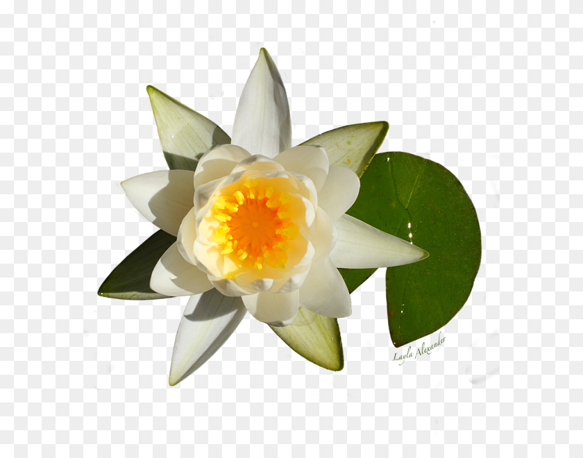600x600 White Water Lily Transparent Carry All Pouch For Sale - Water Lily PNG