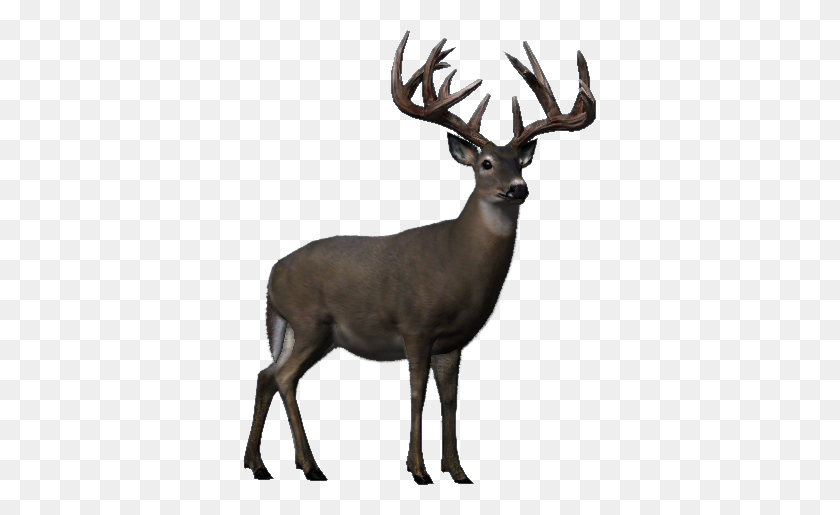 353x455 Whitetail Deer Big Buck Hunter Wiki Fandom Powered - Buck PNG