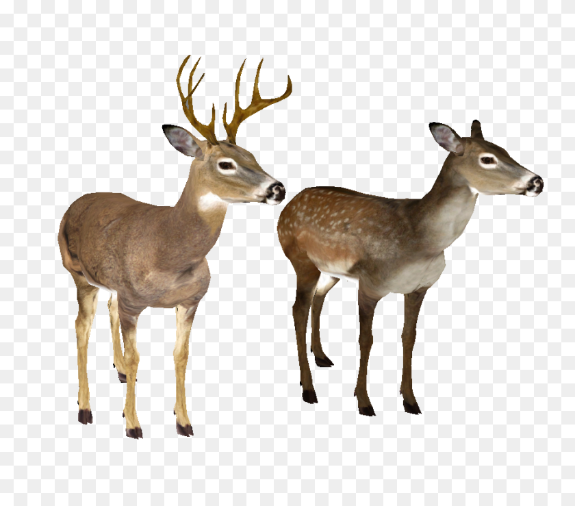 889x774 Whitetail Deer Head Png - Deer Head PNG