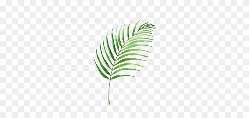250x340 Why I Love Church Camp - Palm Fronds PNG