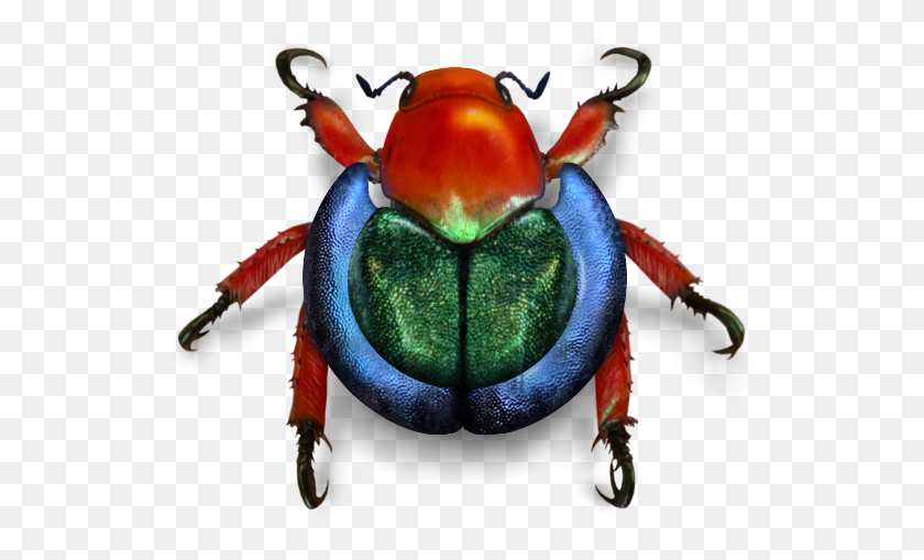 530x449 Escarabajo De Wikimedia - Escarabajo Png