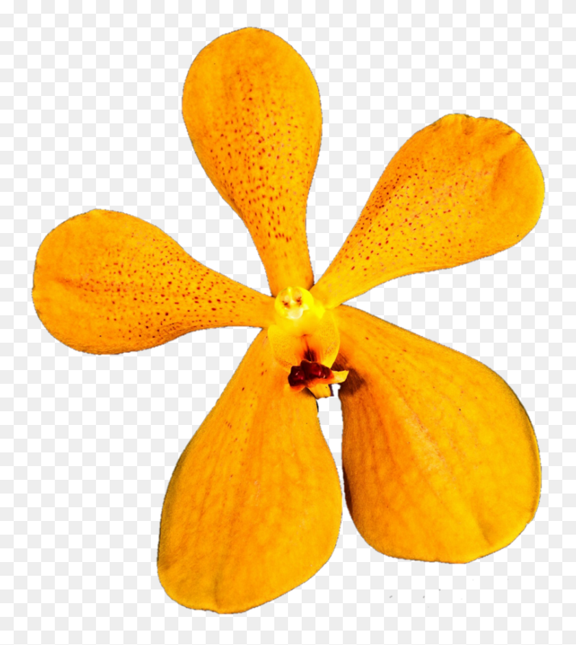 841x950 Wild Orange Orchid - Orchid PNG