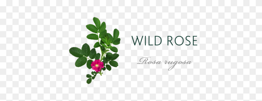 480x264 Wild Rose Meaning Tree Symbolism The Present Tree - Tree From Above PNG