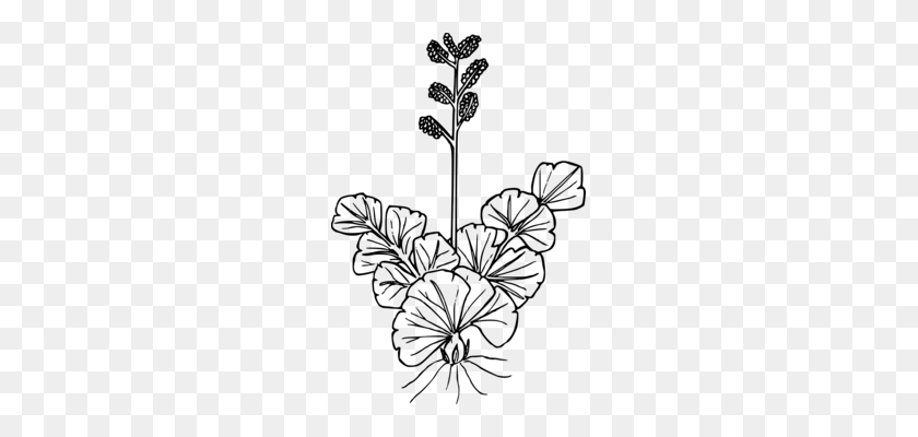 233x340 Wildflower Black And White Cut Flowers Plants - Wildflower PNG