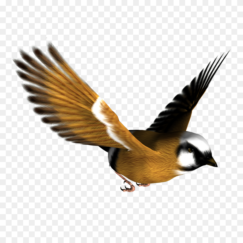 1600x1600 Wildlife Clipart Songbird - Wildlife Clipart