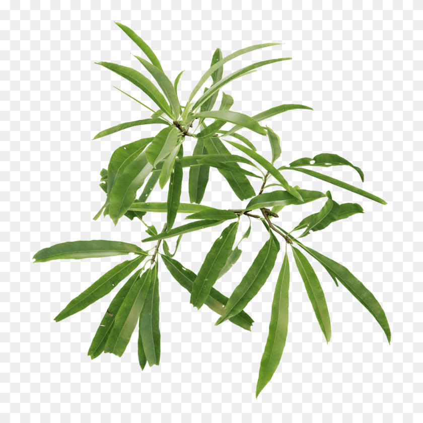 1024x1024 Willow Oak - Willow Tree PNG