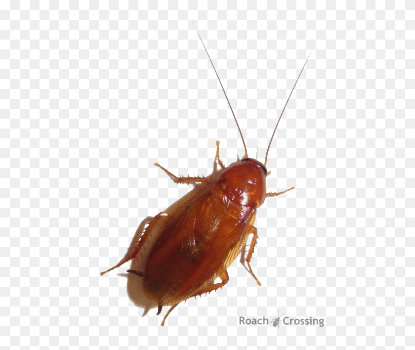 480x648 Winged Smooth Roach - Roach PNG