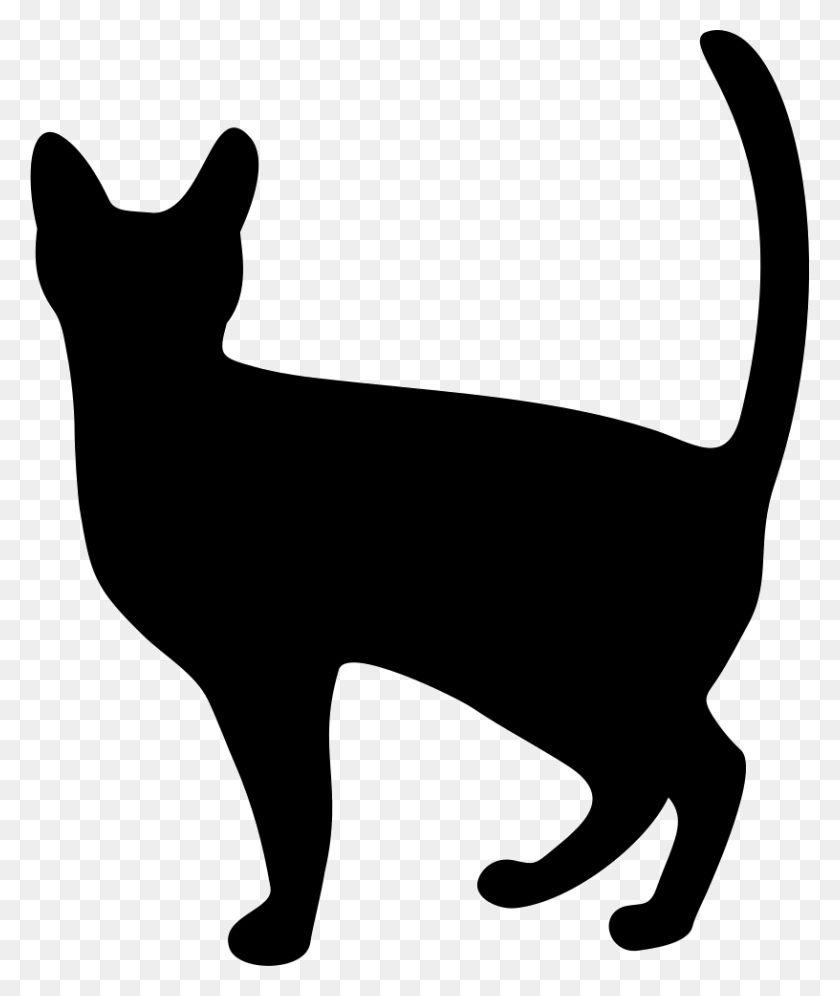 816x980 Witch Cat Png Icon Free Download - White Cat PNG