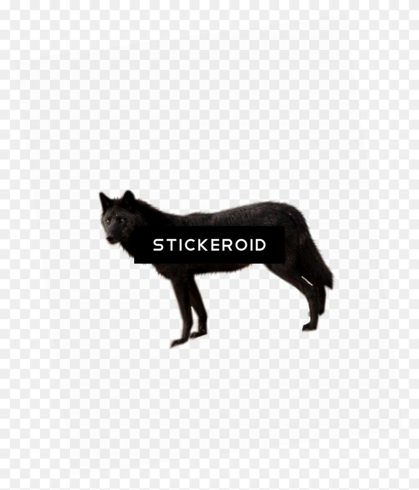 930x1101 Wolf - Black Wolf PNG