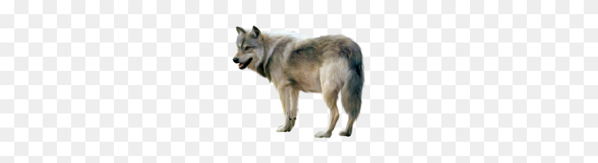 192x170 Wolves - Wolves PNG