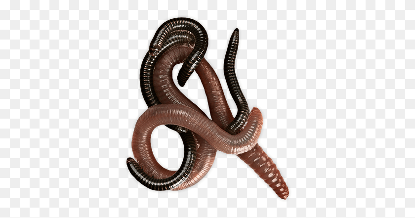 340x381 Worms Group Transparent Png - Worm PNG