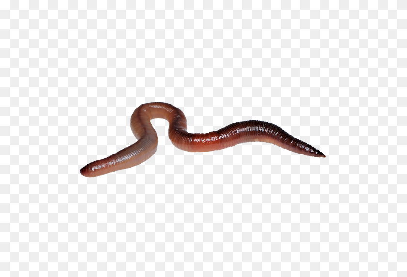 512x512 Worms Png Images Free Download, Worm Png - Worm PNG