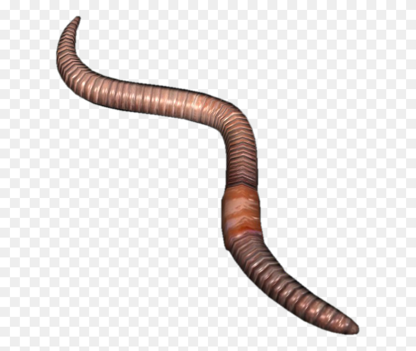 617x649 Worms Png Images Transparent Free Download - Worm PNG