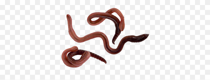385x261 Worms Png Transparent Images - Worm PNG