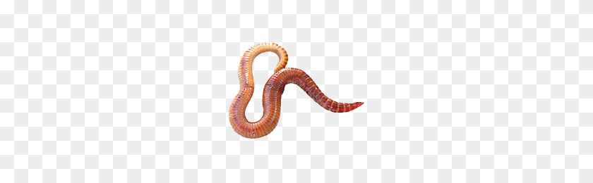 200x200 Worms Png Transparent Worms Images - Worm PNG
