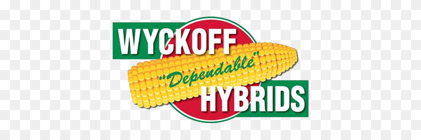 400x220 Wyckoff Hybrids - Corn On The Cob PNG