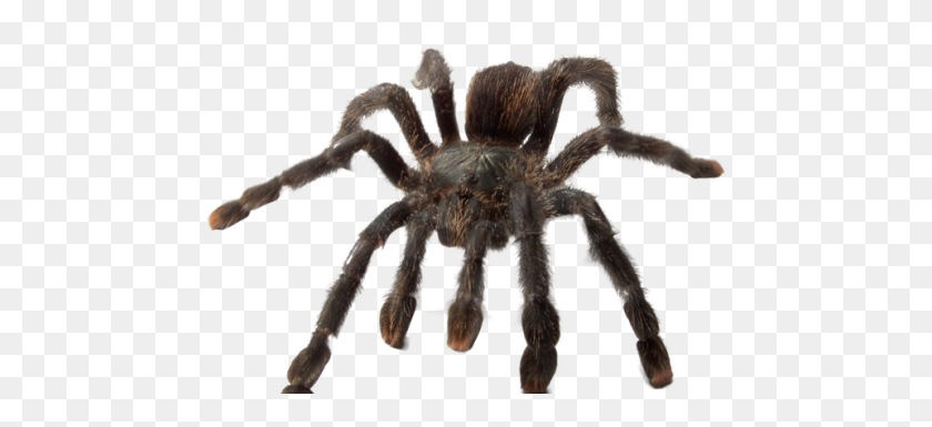 960x400 Ye Olde Arachnarium 'Spine Tingling Spider Science - Тарантул Png