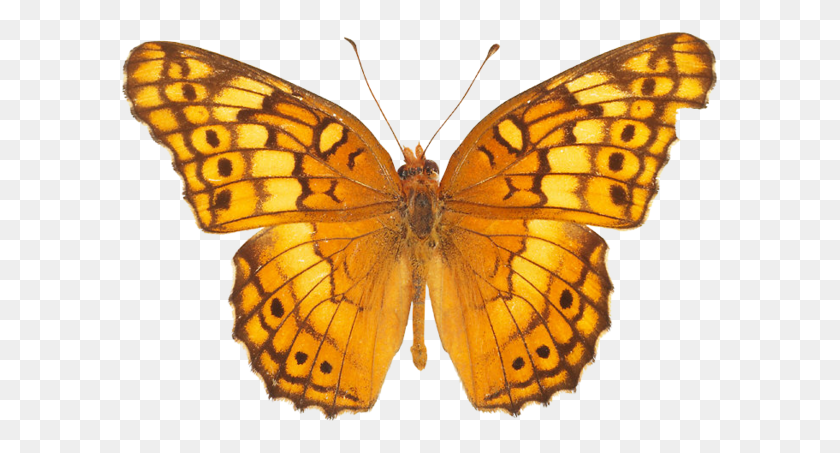 599x393 Yellow Butterfly Png - Yellow Butterfly PNG