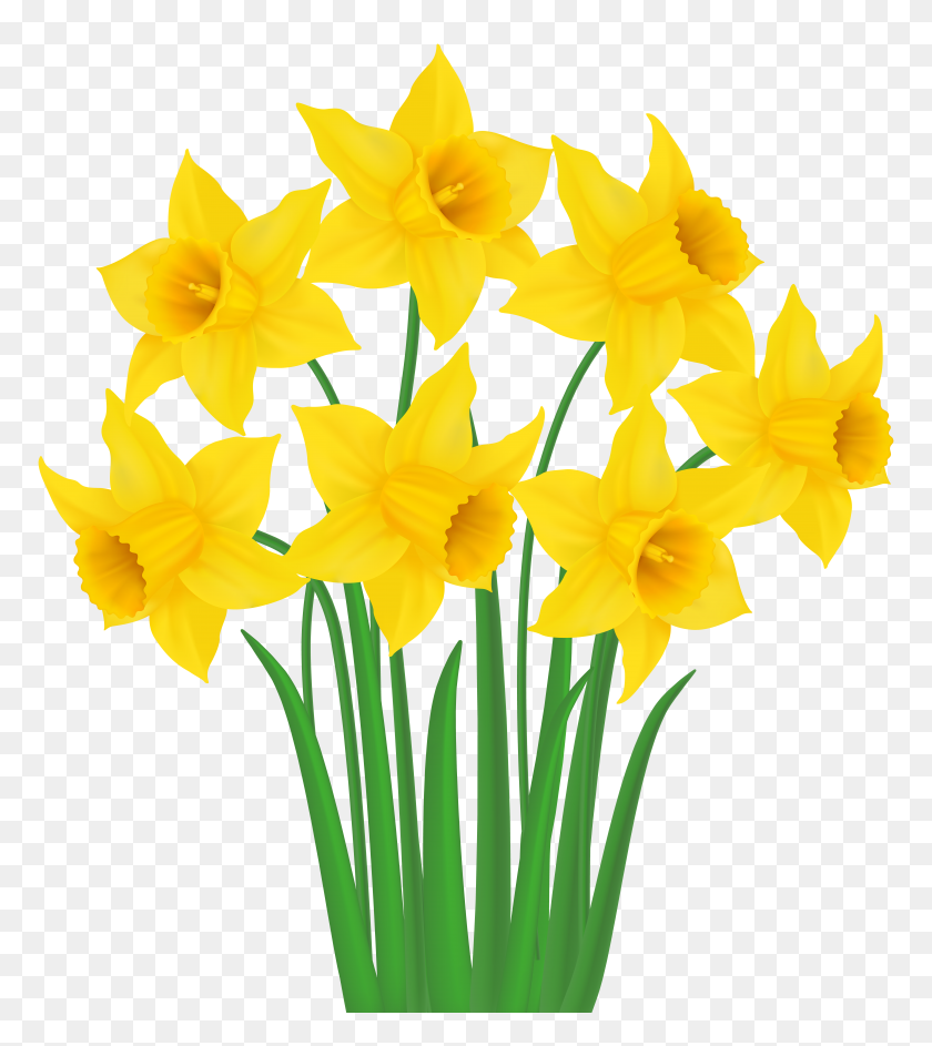 7065x8000 Yellow Daffodils Png Transparent Clip Art Gallery - Yellow Background PNG