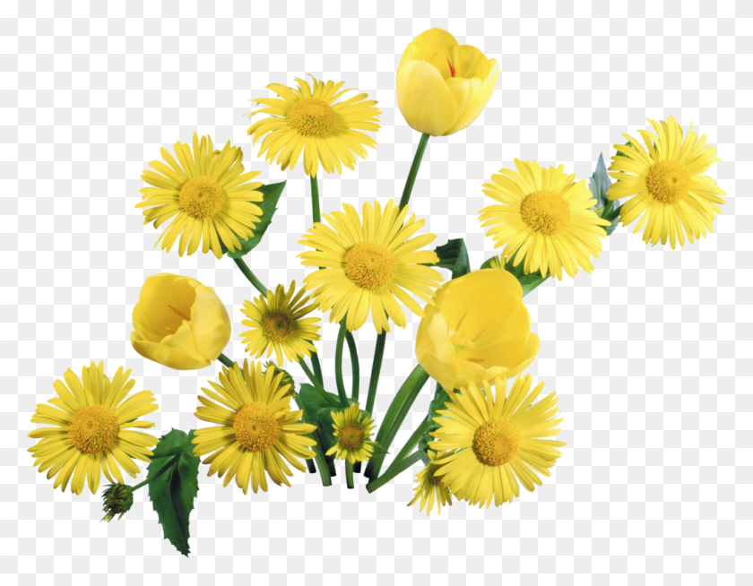 1024x780 Yellow Floral Background Png, Yellow Flowers - Floral Background PNG