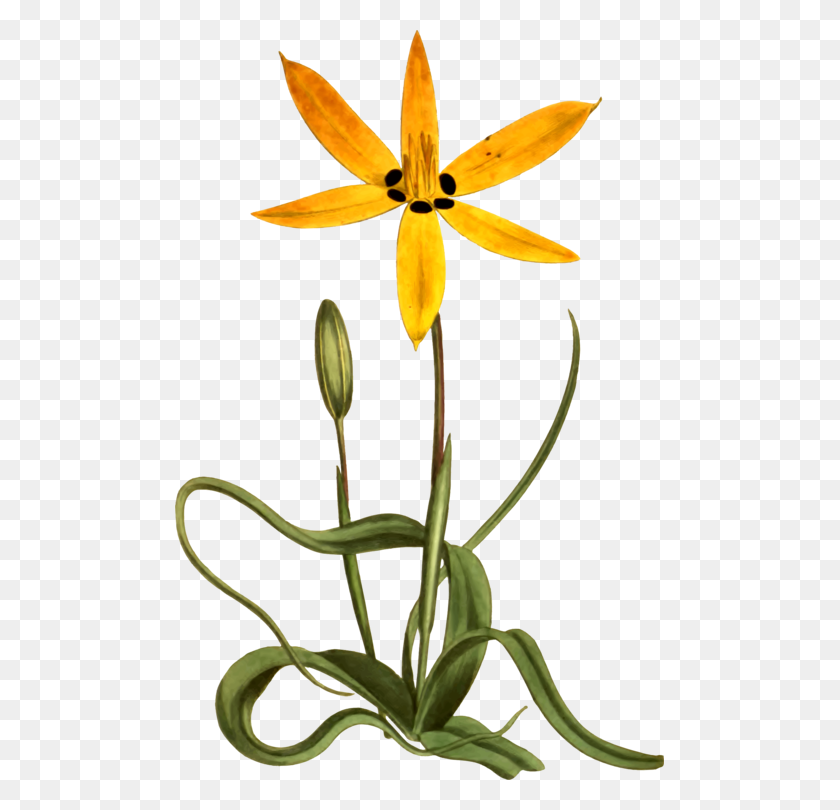 489x750 Желтый Цветок Ботаники Обыкновенный Рисунок Ромашки - Конский Глаз Клипарт