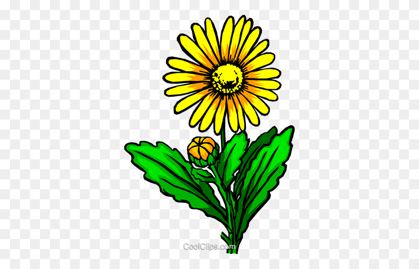 342x480 Желтый Цветок Роялти Бесплатно Векторные Иллюстрации - Бархатцы Клипарт