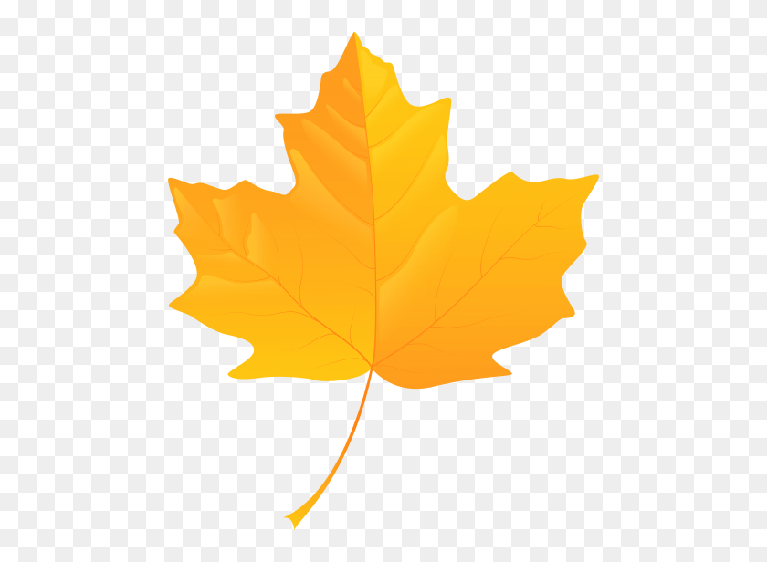 480x556 Yellow Leaf Png - Maple Tree PNG