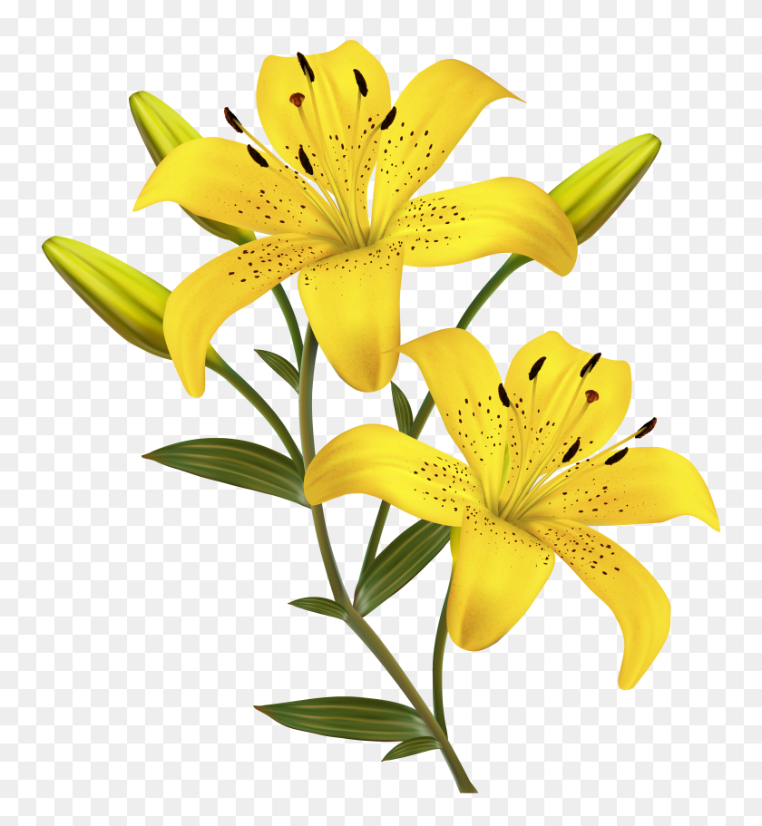 3738x4083 Yellow Lilies Clip Art Clip Art Everyday For Cards - Pollen Clipart