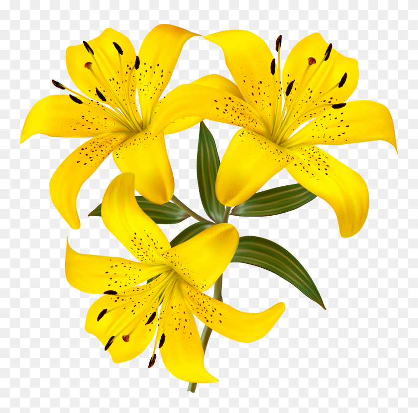 4394x4348 Yellow Lilies Png Clipart - Pollen Clipart