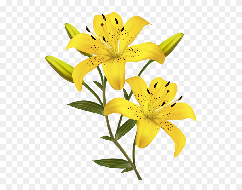 549x600 Yellow Lilies Png Clipart Image Stop - Etsy PNG