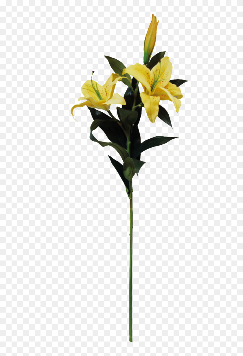 1024x1536 Yellow Lily Cartoon Transparent Free Png Download Png Vector - Lily PNG